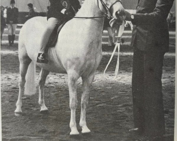 Zuchtstute Foxhunter Mosel (Welsh Mountain Pony (Sek.A), 1972, von Clan Pip)