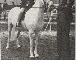 broodmare Foxhunter Mosel (Welsh mountain pony (SEK.A), 1972, from Clan Pip)