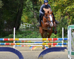 Springpferd Rumble VDR (Belgisches Warmblut, 2017, von Untouchable)