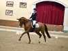 dressage horse Chilli Takki (Oldenburg, 2014, from Cennin)