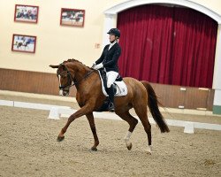 dressage horse Chilli Takki (Oldenburg, 2014, from Cennin)