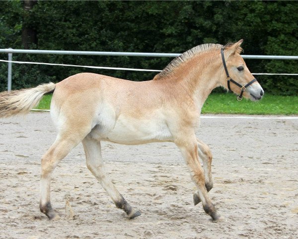 horse Finnjard (Fjord Horse, 2021, from Friso)