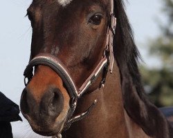 broodmare Little Lady (Mecklenburg, 2003, from Licanto)