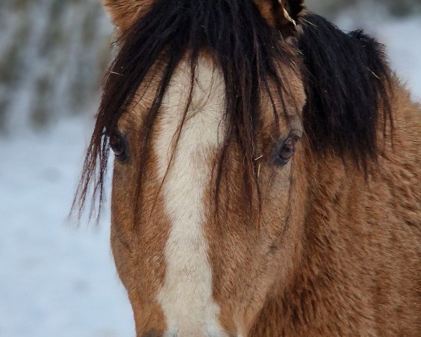 jumper Max 4329 (Welsh-Pony (Section B), 2007)