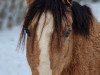 jumper Max 4329 (Welsh-Pony (Section B), 2007)