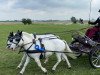 horse Kassiopeia 43 (Dt.Part-bred Shetland pony, 2007, from Kader)