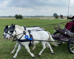 Pferd Kassiopeia 43 (Dt.Part-bred Shetland Pony, 2007, von Kader)