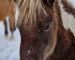 Pferd Josy (Deutsches Classic Pony, 2022, von Just Dance vom Regenbogen)