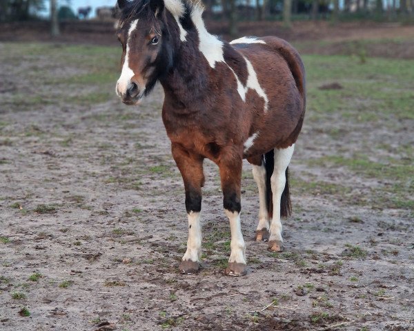 horse Beach Boy's Sunshine (Kleines Deutsches Pony, 2021, from Beach Boy)