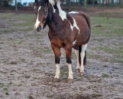 Pferd Beach Boy's Sunshine (Kleines Deutsches Pony, 2021, von Beach Boy)