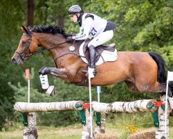 Springpferd Loulany (Trakehner, 2010, von Kostolany)