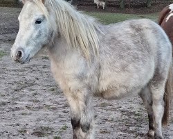 horse Jacky 2 (German Classic Pony, 2022, from Just Dance vom Regenbogen)