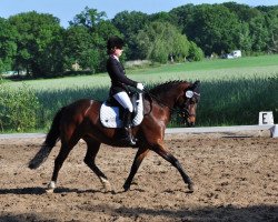 broodmare Delia 117 (German Riding Pony, 2004, from Calli's Hope)