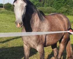 dressage horse Djinni Gold JW (Westphalian, 2020, from De Niro Gold 3)