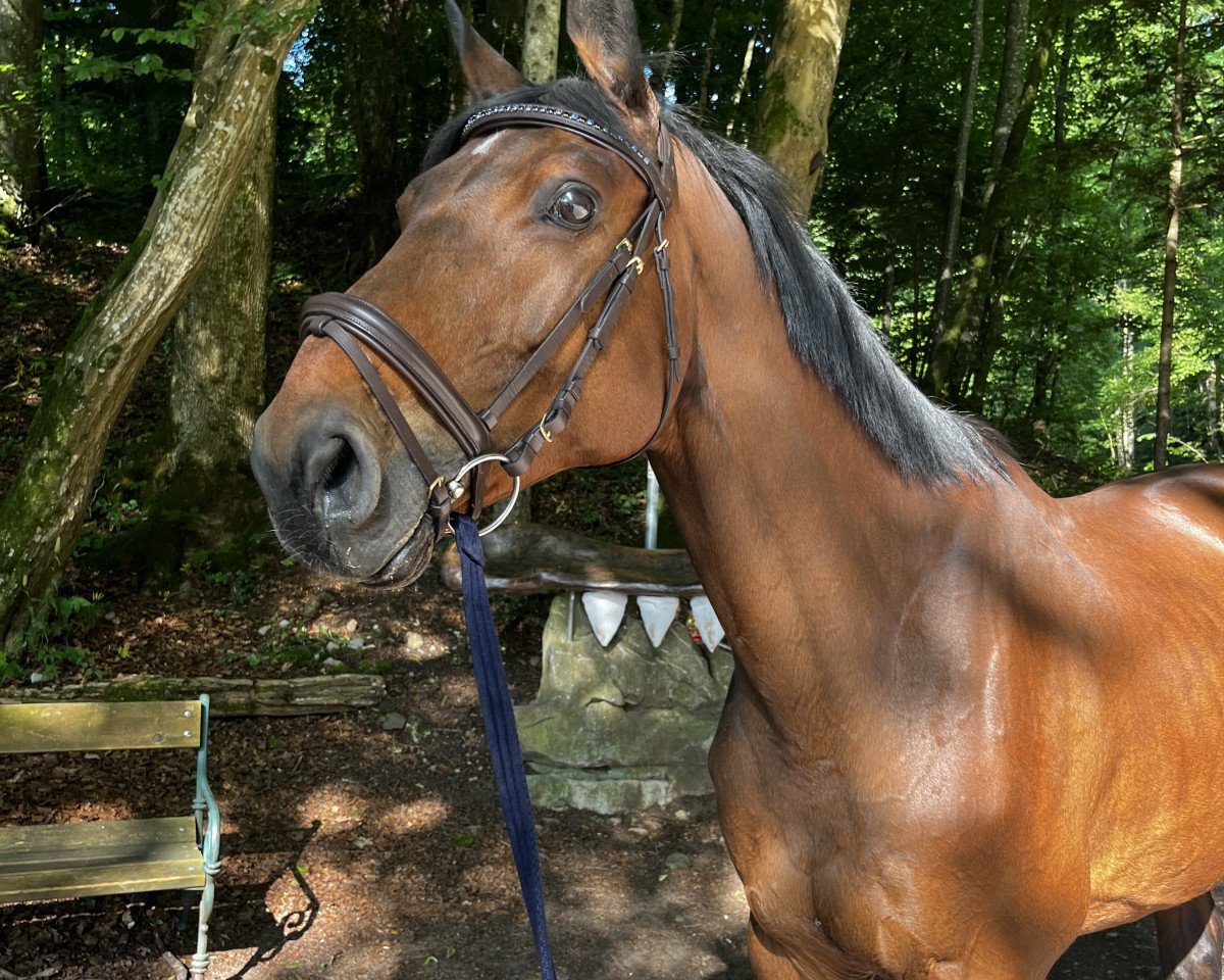 jumper Canturio WP Z (Zangersheide riding horse, 2009, from Canturano)