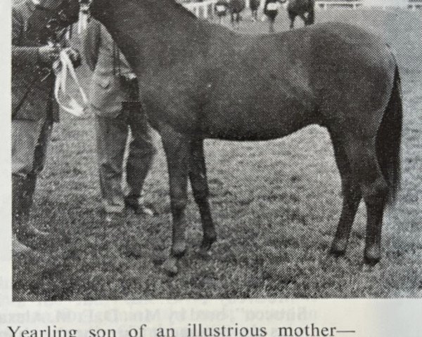 stallion Mischiefmaker (British Riding Pony, 1969, from Bwlch Hill Wind)