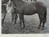 Deckhengst Mischiefmaker (British Riding Pony, 1969, von Bwlch Hill Wind)