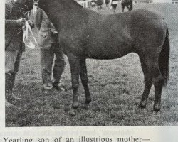 Deckhengst Mischiefmaker (British Riding Pony, 1969, von Bwlch Hill Wind)