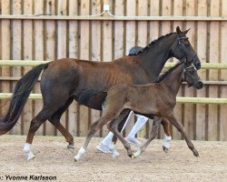 broodmare This Way (Swedish Warmblood, 2019, from Total Hope OLD)