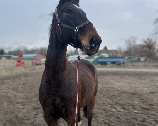 horse Rumpelstilzchen (Hanoverian, 2008, from Rathenow)