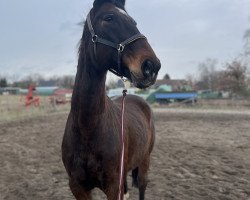 horse Rumpelstilzchen (Hanoverian, 2008, from Rathenow)