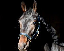 dressage horse Ballett's Bonito (Westphalian, 2019, from Ballettmeister)