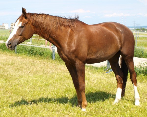 Pferd Lona (Sachse, 1999, von Pasolini)