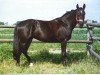 broodmare Piquara (Hessian Warmblood,  , from Paquirri)