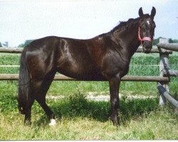 Zuchtstute Piquara (Hessisches Warmblut,  , von Paquirri)