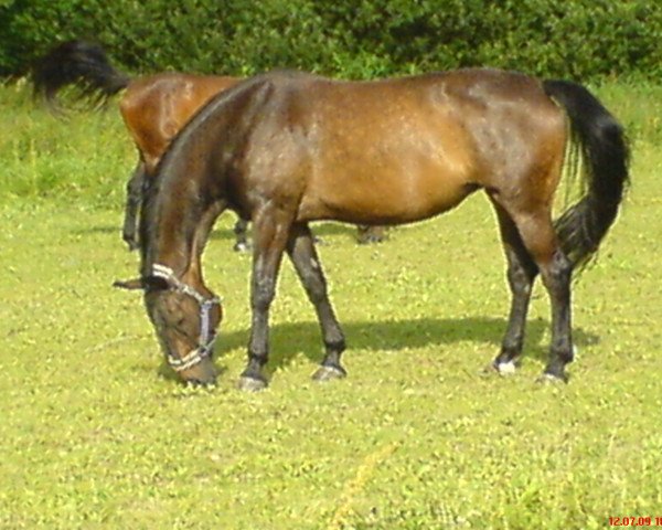 Pferd Anthara (Hessisches Warmblut, 1995, von Anduc)