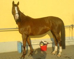 horse Gladdys (German Warmblood, 1998, from Grand Canyon)