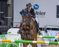 jumper Chalyna (Oldenburg show jumper, 2014, from Cador 5)