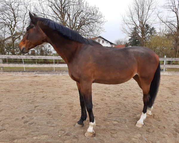 horse Cassiopaya 4 (Hungarian Warmblood, 1994, from Toborzó I)