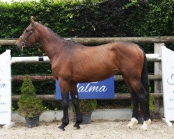 Springpferd Haschich de Talma (Selle Français, 2017, von Adagio de Talma)