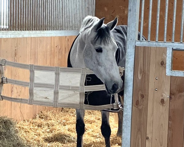 jumper Camilla 178 (German Riding Pony, 2019, from Del Piero 25)