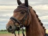 dressage horse First Fabulous Flip (Westphalian, 2017, from First Final)