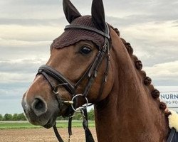 dressage horse First Fabulous Flip (Westphalian, 2017, from First Final)