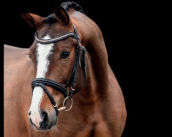 stallion Quel Mexx (Holsteiner, 2020, from Quel Homme de Hus)