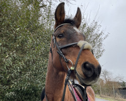 horse Antibes (Trakehner, 1997, from Elfenspuk)