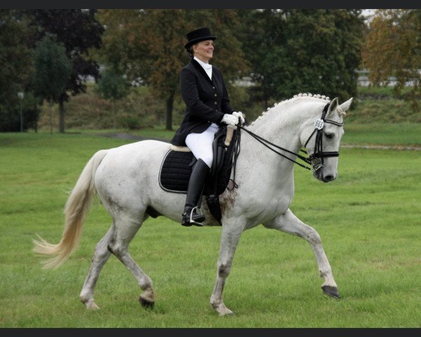 dressage horse Rico Diamond (Hanoverian, 1999, from Royal Diamond)