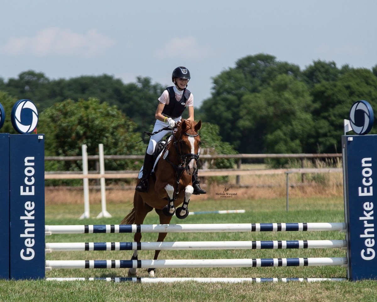 jumper Gladys T (German Riding Pony, 2013)