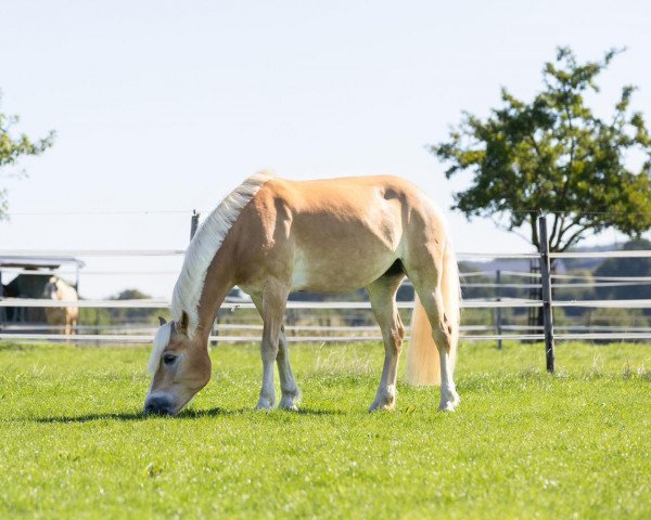 Pferd Wellina (Haflinger, 2016, von Sternwächter)