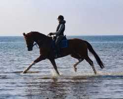 dressage horse Dooleys 2 (Hessian Warmblood, 2004, from Dartagnan)