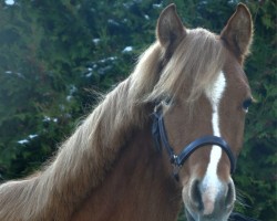 Dressurpferd Lillifee (Deutsches Reitpony, 2022, von Dimension AT NRW)