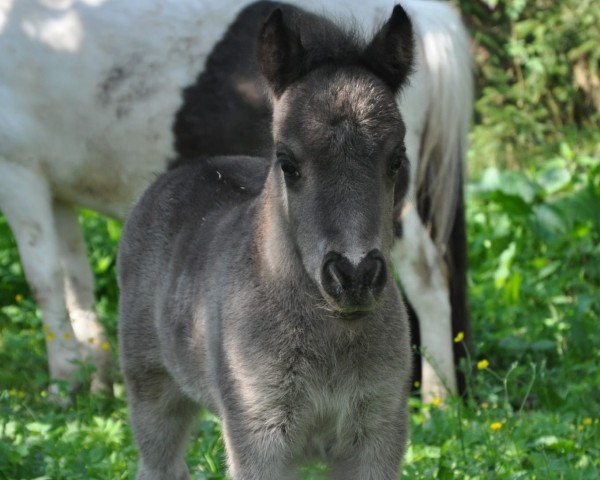 Pferd Peanut (Shetland Pony, 2023, von Galant van Hendrijntje)