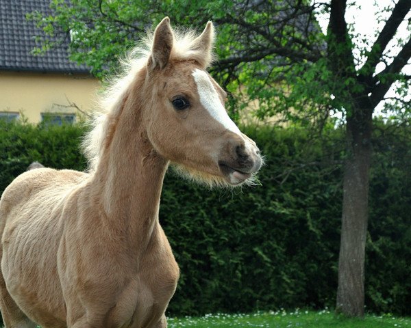 Dressurpferd Arielle (Deutsches Reitpony, 2023, von Mescal 15)