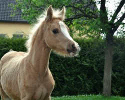 Dressurpferd Arielle (Deutsches Reitpony, 2023, von Mescal 15)