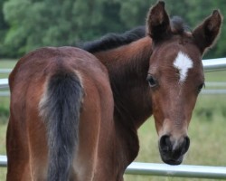 dressage horse Darling (German trotters, 2022, from Dance Star AT)