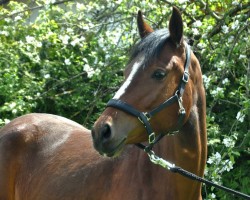 broodmare Dancing Queen (German trotters, 2020, from Million Reasons)