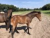 Springpferd Little Rosalie ZP (Holsteiner, 2018, von Balous Bellini)